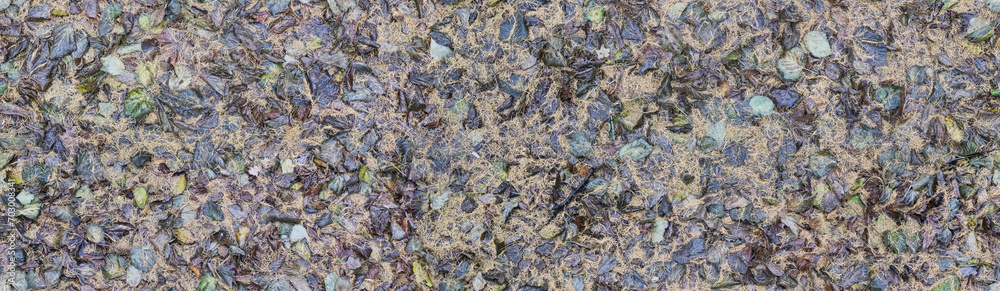 seamless texture of wet fallen leaves with Christmas tree needles, in the rain