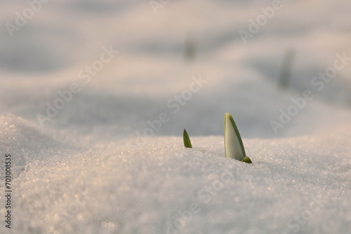snowdrop bud in the snow