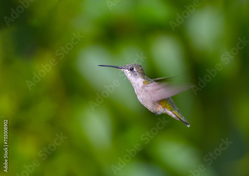 focus on flying ruby throated hummingbird