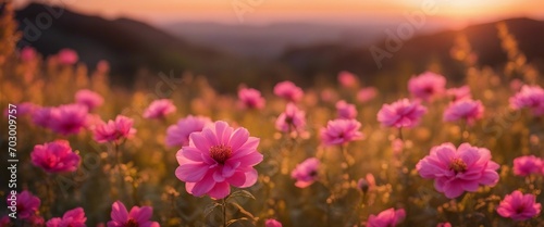 Sunset Florals Panoramic image of vivid pink flowers basking in the warm, golden light of a setting