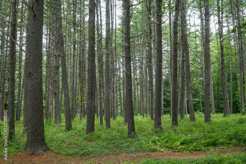 landscape of natural pine tree forest