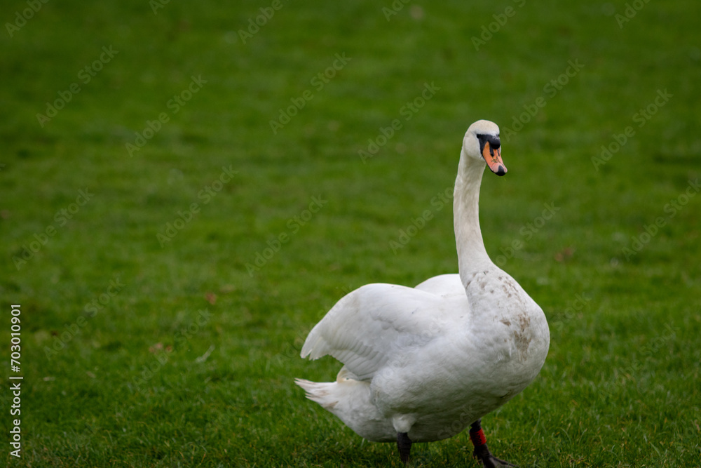 Lone swan walking around on the grass resting and looking around Lone swan walking around on the grass resting and looking around