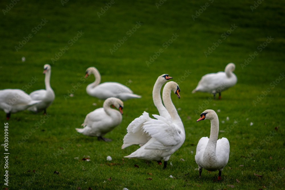 Swans, largest waterfowl species of the subfamily Anserinae, Image shows a flock of swans with two swan showing affection for each other Swans, largest waterfowl species of the subfamily Anserinae, Image shows a flock of swans with two swan showing affection for each other