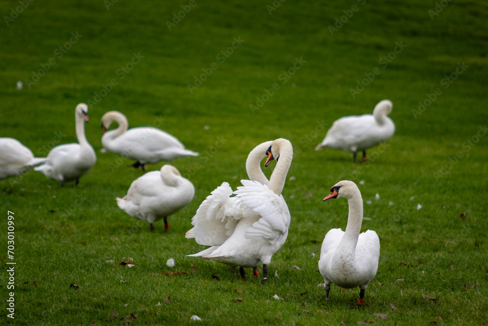 Swans, largest waterfowl species of the subfamily Anserinae, Image shows two swans showing love and affection for each other, making a heart with their necks whilst in the middle of the flock Swans, largest waterfowl species of the subfamily Anserinae, Image shows two swans showing love and affection for each other, making a heart with their necks whilst in the middle of the flock