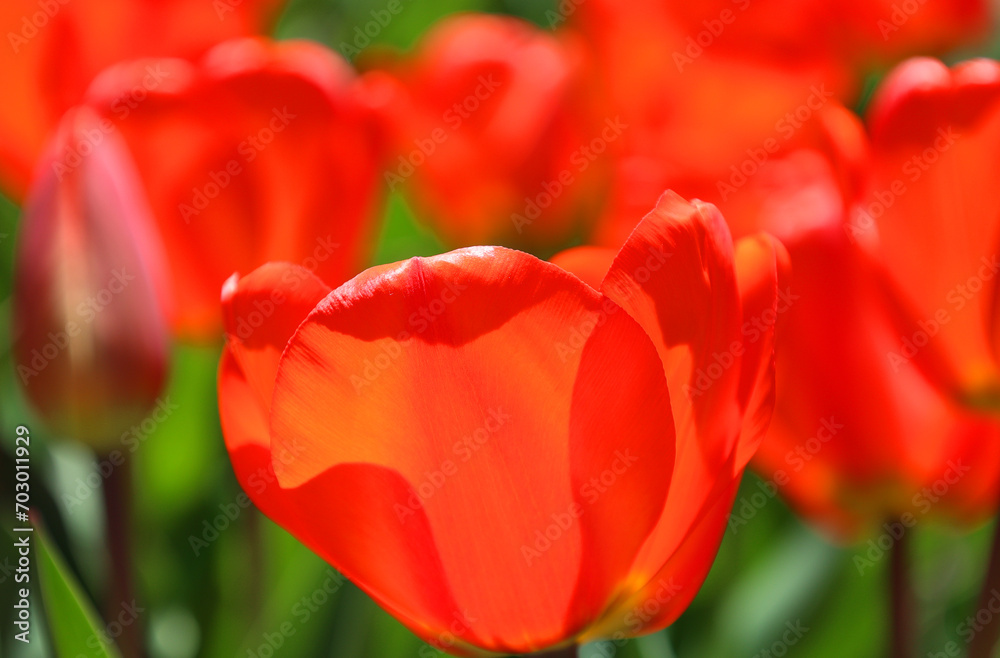 Tulips is a perennial, bulbous plant with showy flowers in the genus Tulipa, of which up to 109 species Tulips is a perennial, bulbous plant with showy flowers in the genus Tulipa, of which up to 109 species