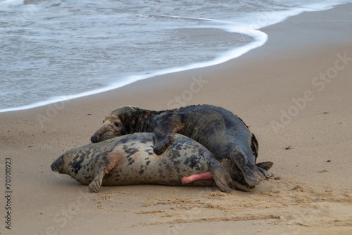 Male and female Atlantic seal mating during breeding season  on the beach