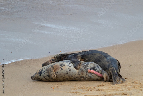 Fotografija Male and female Atlantic seal mating during breeding season  on the beach