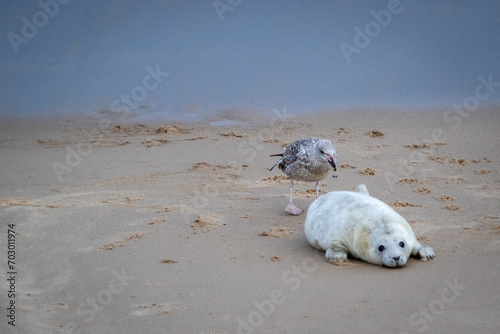 Canvas Print Beautiful grey Atlantic seal pup under 2 weeks old with its white fluffy coat re