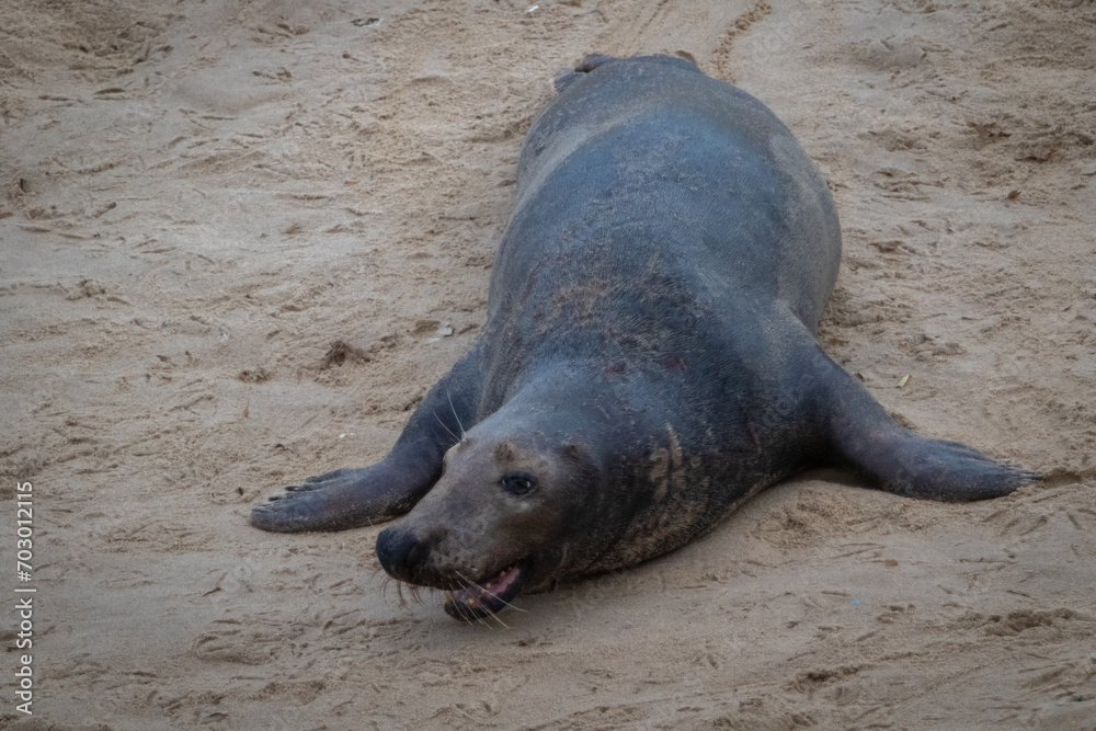 Fototapeta premium Lone male Atlantic seal moving around the beach looking playful