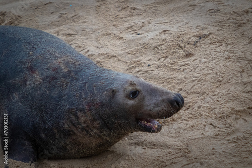 Lone male Atlantic seal moving around the beach looking playful