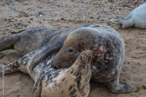 Male and female Atlantic seal mating during breeding season on the beach
