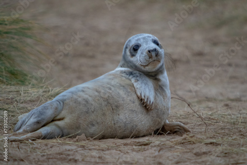 Lone Atlantic grey seal pup just over a few weeks old in the grasslands just off the beach playing around