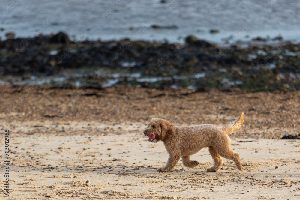 Golden cockapoo running along a beach with a pink tennis ball Golden cockapoo running along a beach with a pink tennis ball