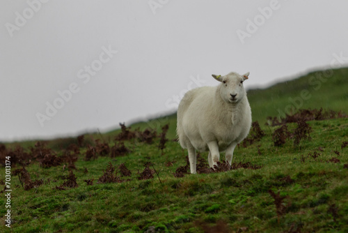Lone Welsh mountain sheep on top a valley in Shropshire after a heavy rain downpour
