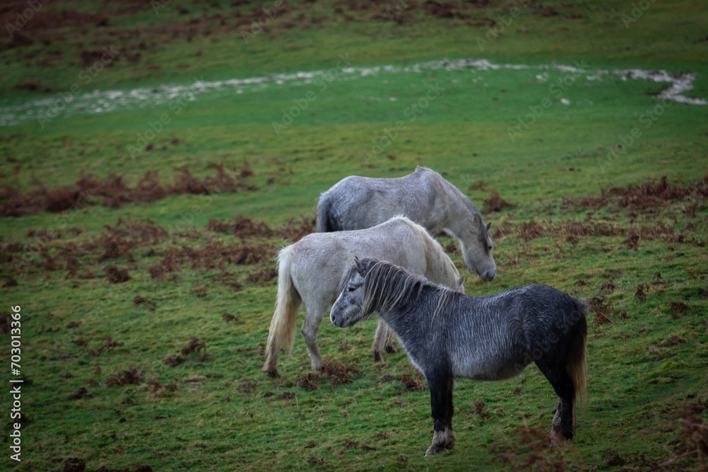 Three wild horses consisting of two white mares and one grey mare grazing on top of a hill in the valley during heavy rain Three wild horses consisting of two white mares and one grey mare grazing on top of a hill in the valley during heavy rain