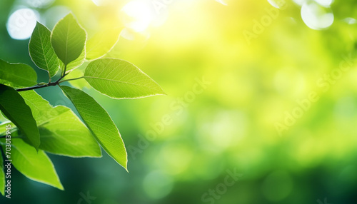 Nature of green leaf with bokeh background in summer  Natural green leaves plants with sunlight in springtime  copy space  environment ecology.