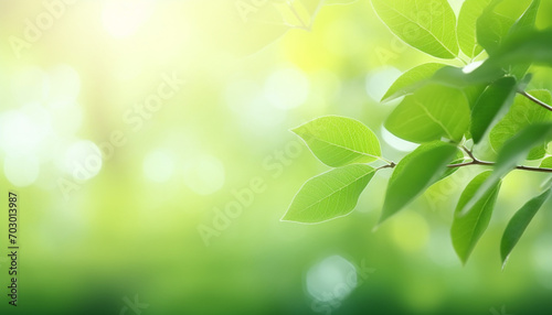 Nature of green leaf with bokeh background in summer, Natural green leaves plants with sunlight in springtime, copy space, environment ecology. © Oleksiy
