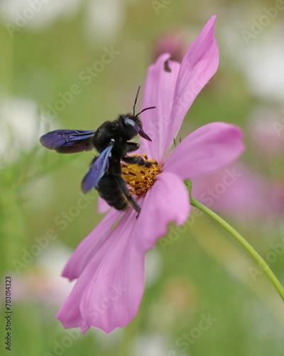 violet carpenter bee on Cosmos flower