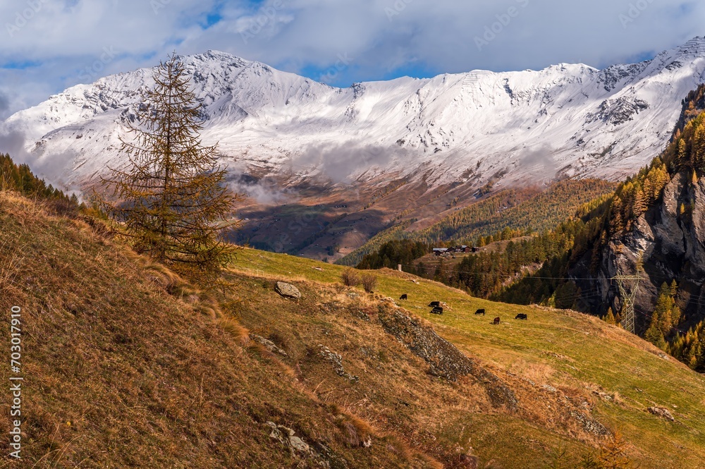 Landscape of the mountains, sky, forest and cows in autumn in Switzerland. Snowcapped mountain.