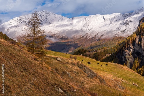 Landscape of the mountains  sky  forest and cows in autumn in Switzerland. Snowcapped mountain.