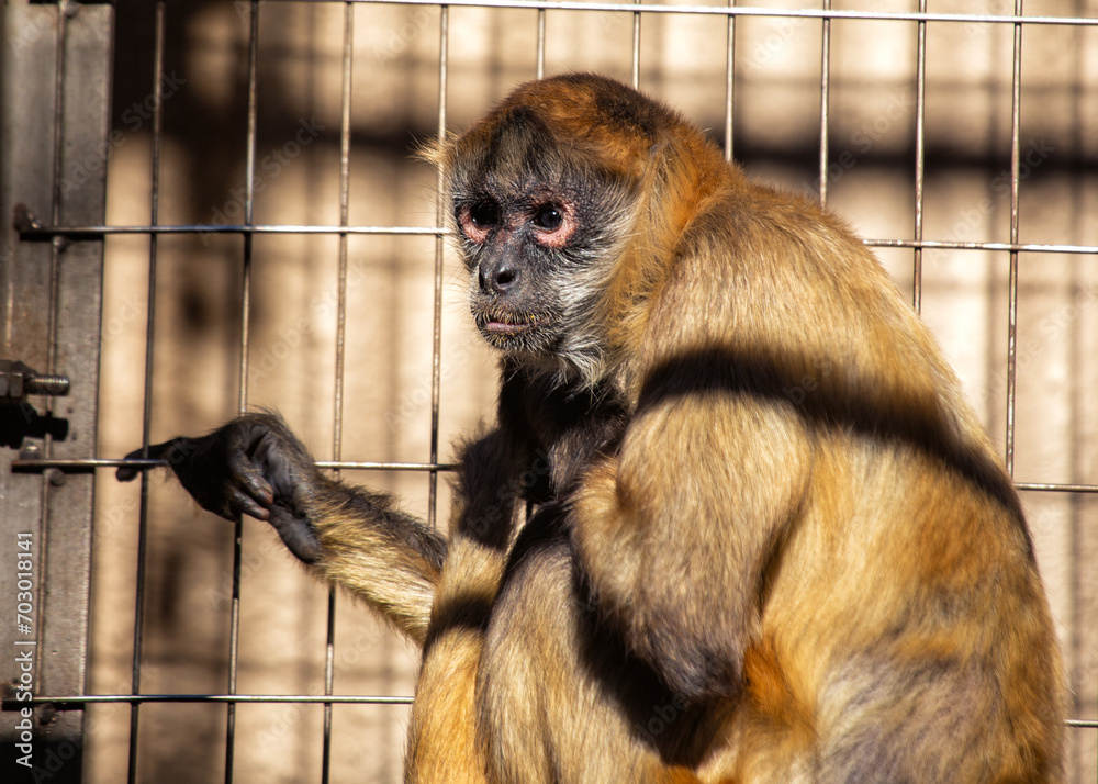 Fototapeta premium Colombian Black Spider Monkey (Ateles fusciceps rufiventris) Outdoors