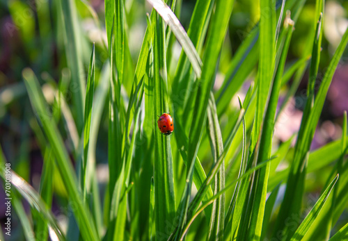 Fresh morning spring green grass and little ladybug, natural background. Spring background with fresh green grass and Ladybug on green background. Summer concept.