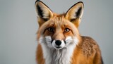 Close-up portrait of a red fox
