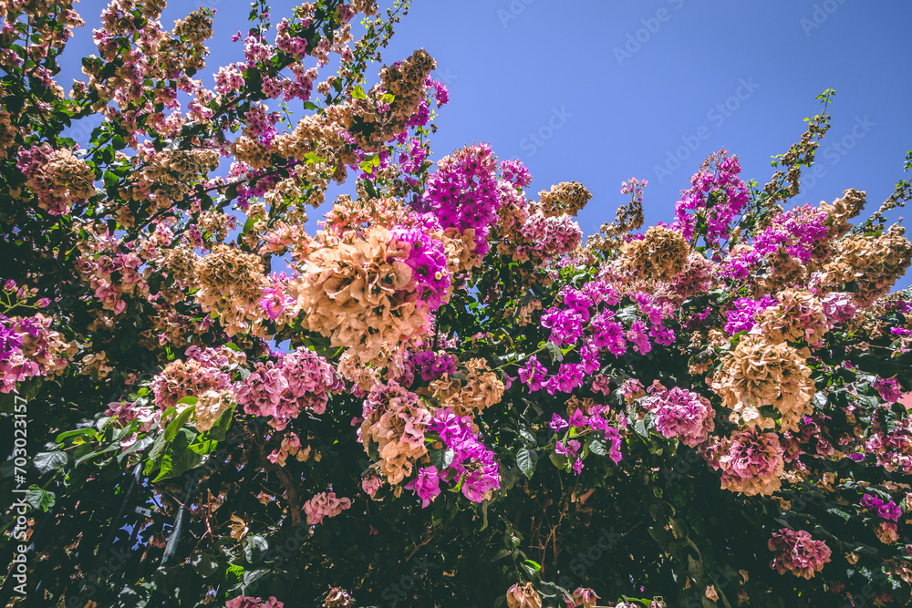 flower tree texture pattern macro flower tree texture pattern macro