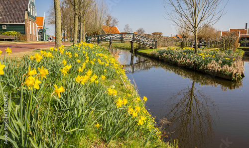Spring flowers at the canal in the center of Zaanse Schans, Netherlands photo