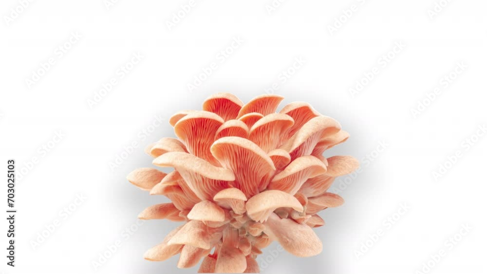 Pink oyster mushroom on a white background, alpha channel, time lapse, growing mushrooms, growing oyster mushrooms Pink oyster mushroom on a white background, alpha channel, time lapse, growing mushrooms, growing oyster mushrooms