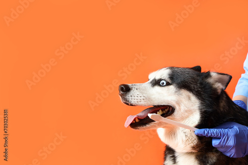 Veterinarian brushing Siberian Husky dog's teeth on orange background photo