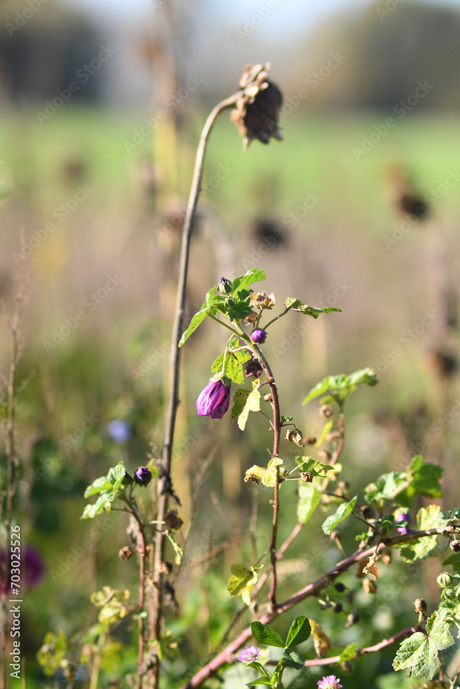 Selective focus shot of purple mallow in the field in Meerbusch, Germany Selective focus shot of purple mallow in the field in Meerbusch, Germany