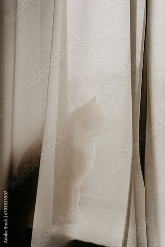 shadow of a cat hiding behind the curtain pets in houde cat paw ear curious curiosity  photo