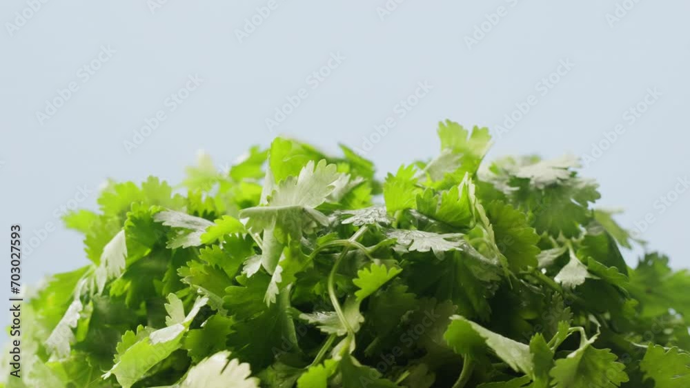 Cilantro parsley close up, coriander aromatic texture, traditional asian and Mexican cuisine herb studio shot. Cilantro parsley close up, coriander aromatic texture, traditional asian and Mexican cuisine herb studio shot.