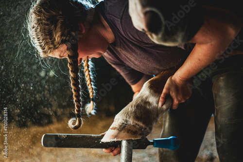 Quarter horse getting hoof shaped by a female farrier with two pigtail braids in a dusty stall in an old wooden barn. photo