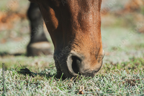 Close-up of a bay thoroughbred horse grazing on frosted grass on the first frost of the 2023-2024 season.