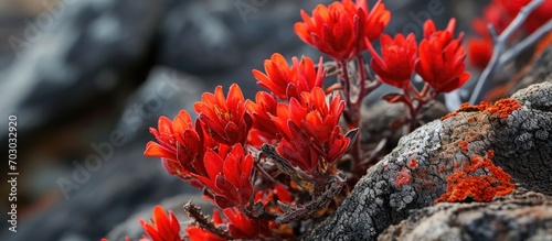 An evergreen plant called Anigozanthos rufus is found on the southern coasts of Western Australia. It is also known as red or crimson kangaroo paw and backdraft. photo