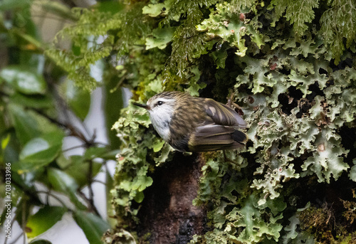 Rifleman / Tītitipounamu (Acanthisitta chloris) on lichen covered tree trunk