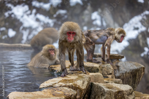 dripping wet snow monkey gets out of hot spring photo
