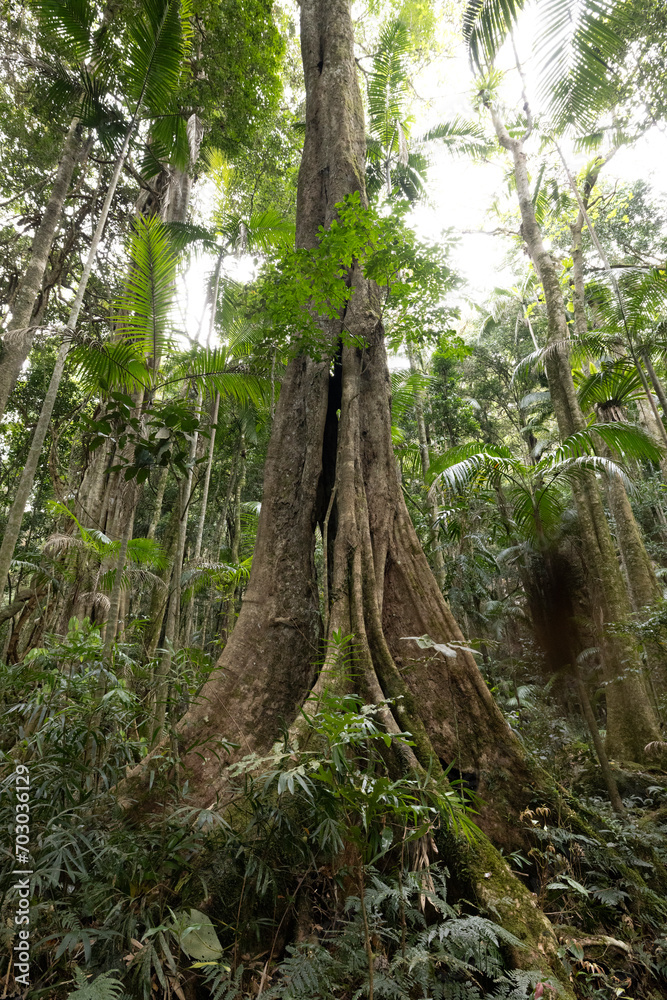 Views of the rainforest canopy along the Knoll walking track within Tamborine National Park, Queensland, Australia Views of the rainforest canopy along the Knoll walking track within Tamborine National Park, Queensland, Australia