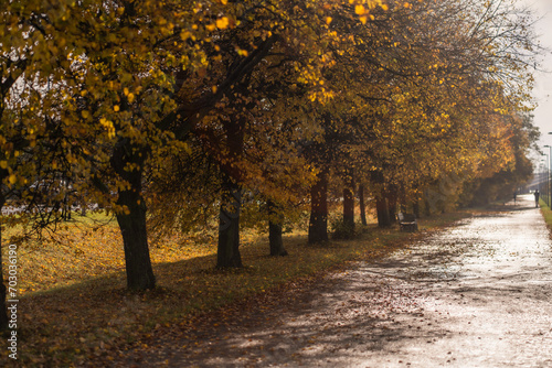 A road along an alley of trees with yellow leaves in the sunshine in October in Warsaw