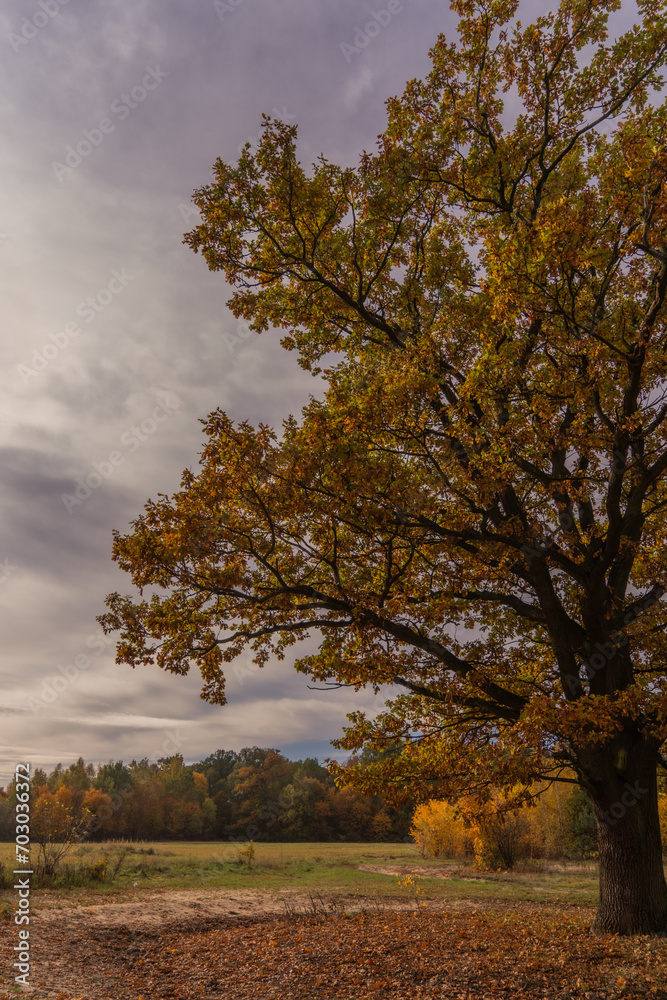 Autumn landscape with a large oak tree in the foreground and a path in the background Autumn landscape with a large oak tree in the foreground and a path in the background