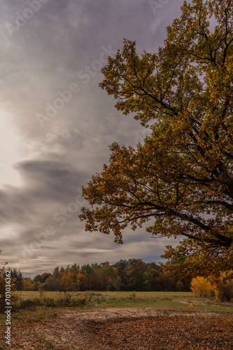 Autumn oak tree with yellow leaves on the ground and cloudy sky