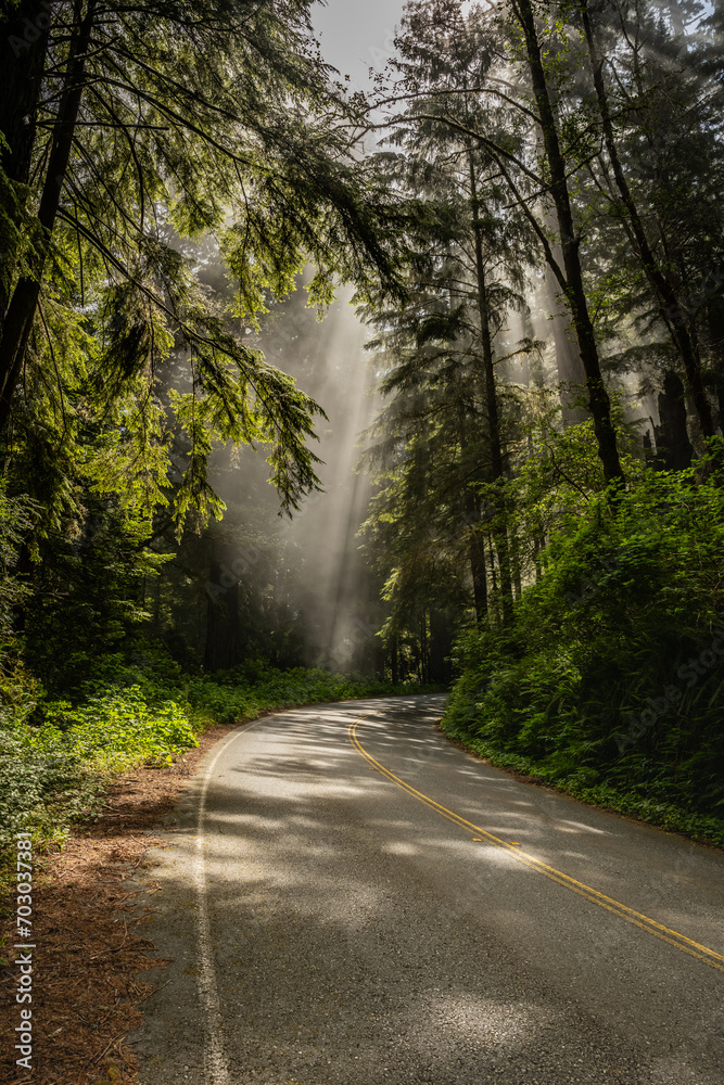 Light Rays Fall Through The Canopy Of Redwood Down To The Roadway