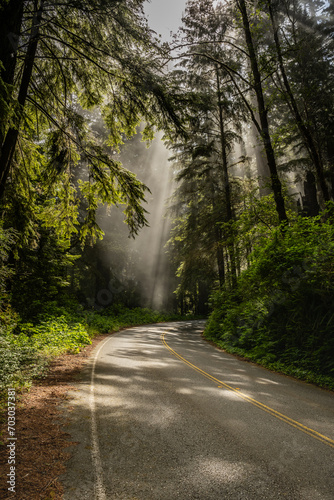 Light Rays Fall Through The Canopy Of Redwood Down To The Roadway
