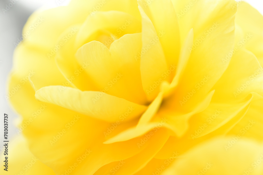 ベゴニアのクローズアップ　マクロ　花のぼかし　黄色
