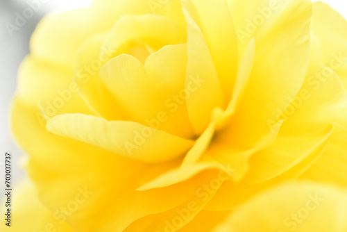 ベゴニアのクローズアップ マクロ 花のぼかし 黄色 