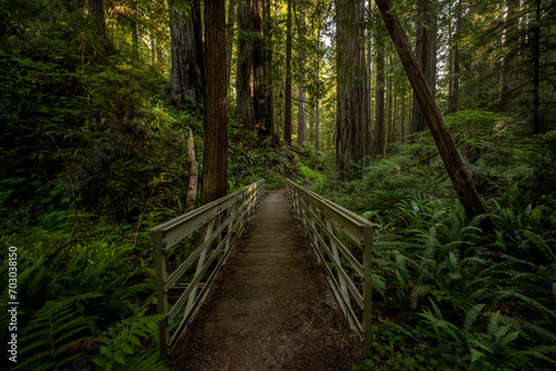 Metal Bridge Crosses A Small Fern Canyon Deep In The Redwood Forest
