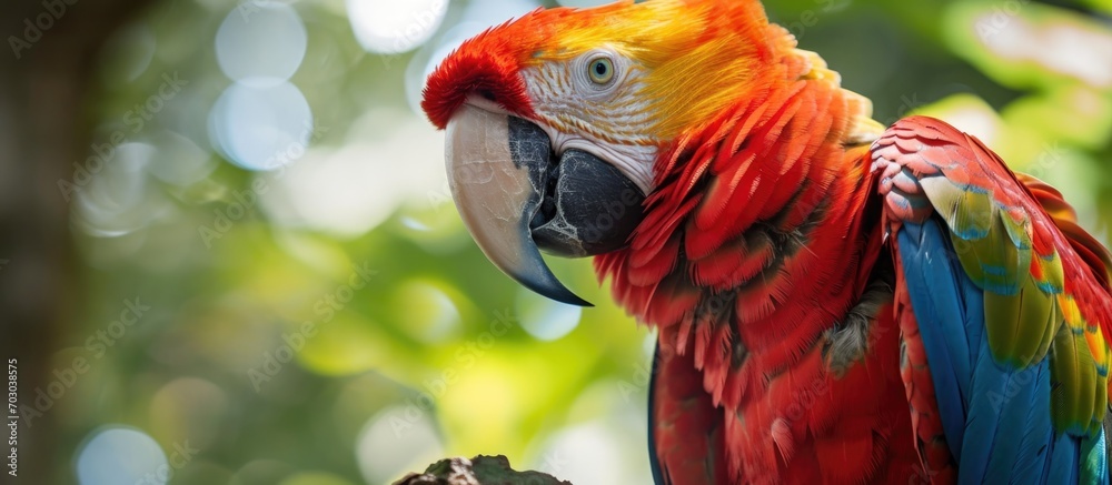 A striking, vibrant parrot native to American rainforests, especially Honduras.