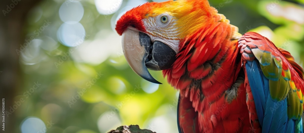 Obraz premium A striking, vibrant parrot native to American rainforests, especially Honduras.